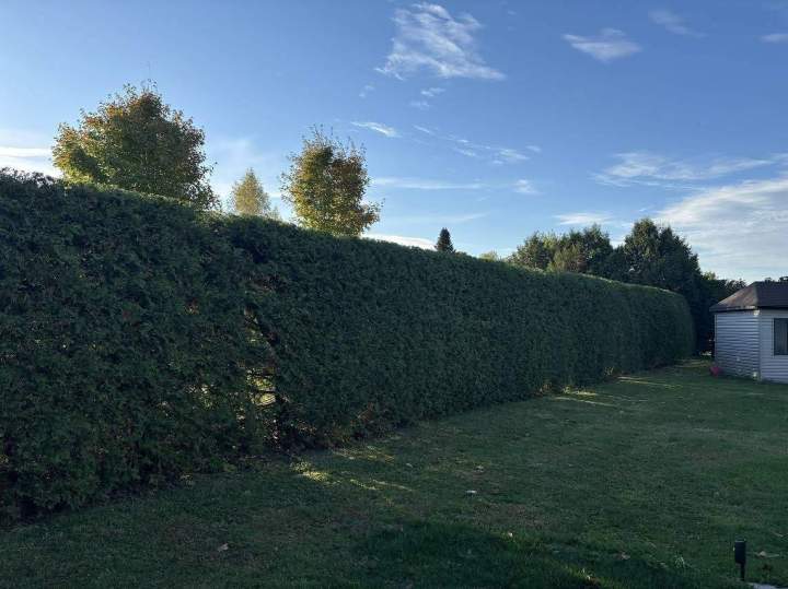 Plantation haie de cèdres Estrie