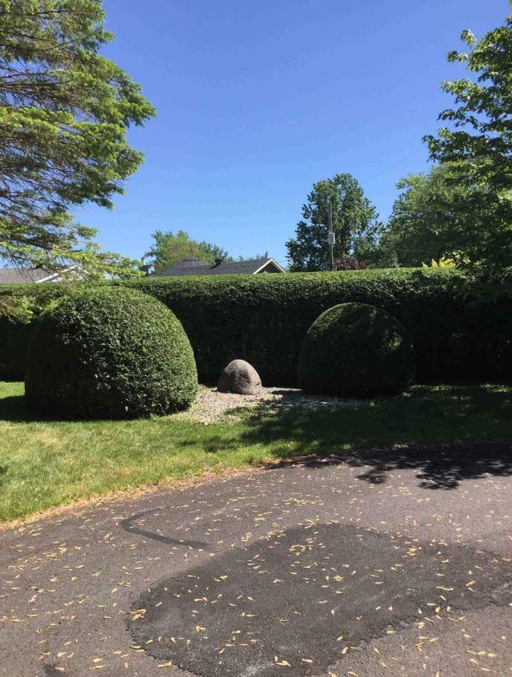 Haie dense et arbustes taillés en forme de boules Estrie