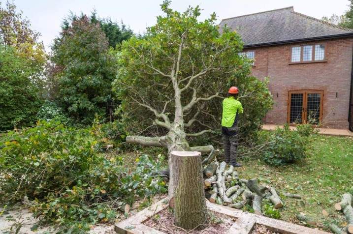Abattage d'arbre, Bromont