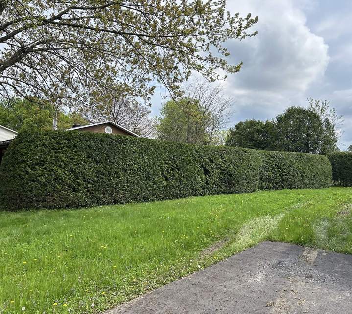 Taille de haie Estrie