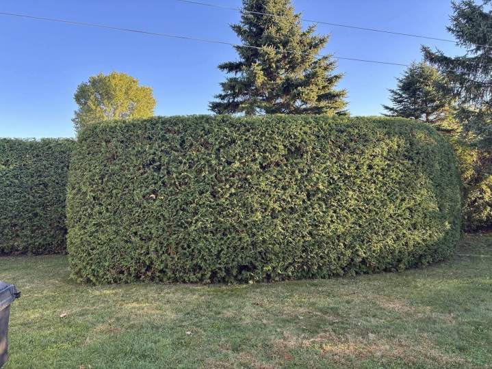 Installation de haie