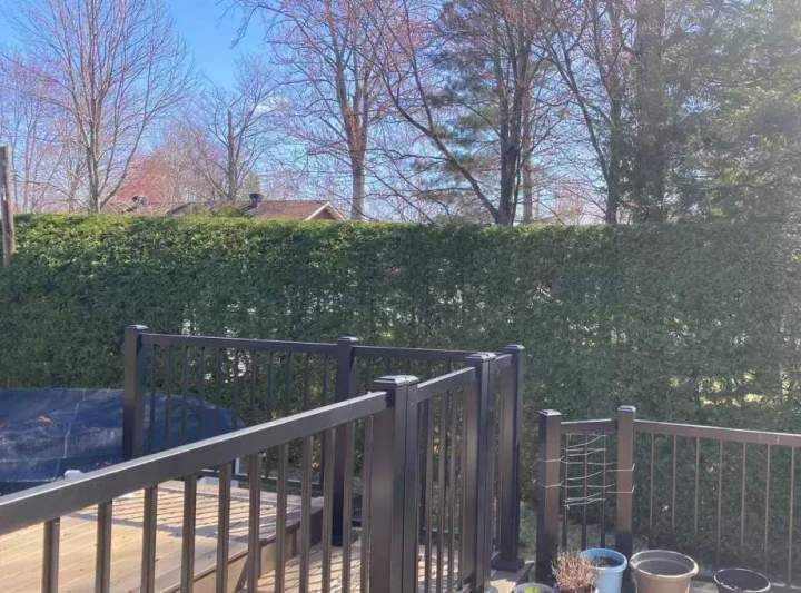 Haie de cèdres délimitant une propriété Estrie