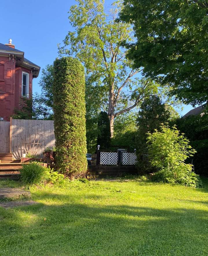 Cèdre taillé en forme de cône Estrie