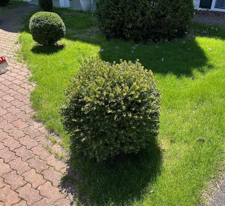 Pruning Services Estrie