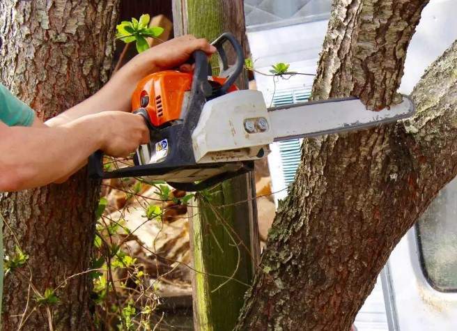 <p>Élagage, Sutton</p>